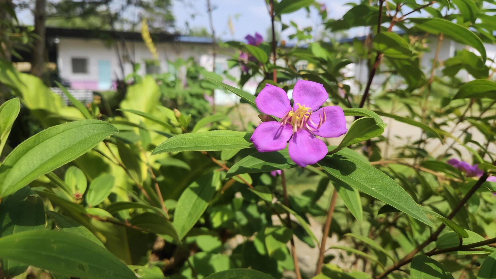 A close-up of a vibrant purple flower blooming among green leaves in a bright outdoor garden, with a building in the background photo