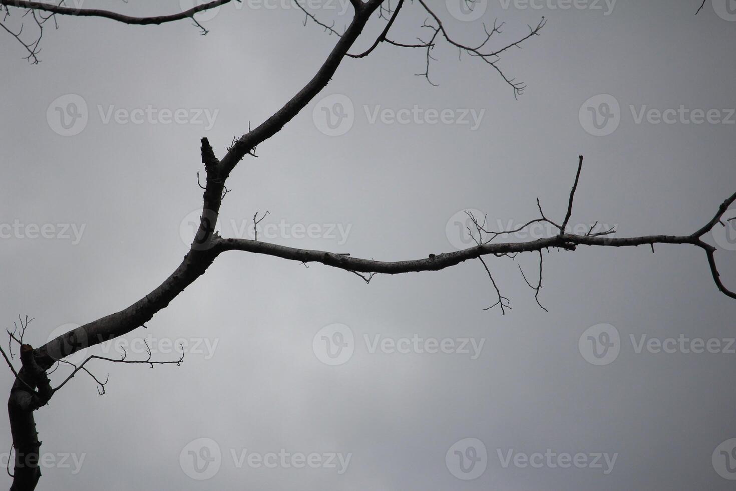 Bare Branches Silhouetted Against Gray Sky, Capturing Nature's Simplicity and Calm photo