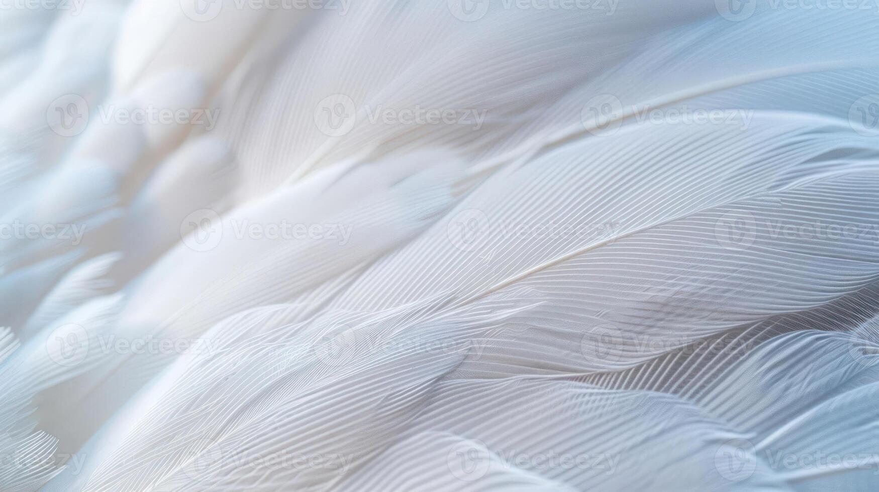 Soft white feathers with a delicate texture and subtle light. photo
