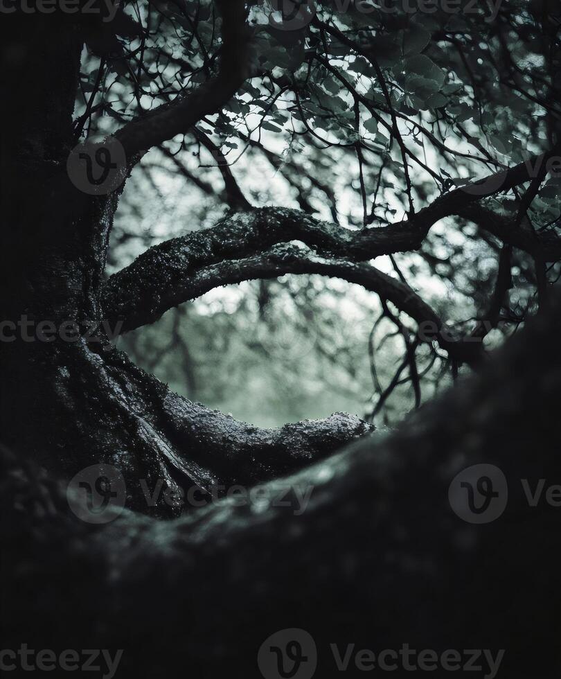 Moody Forest Tree Branches Dark Leaves Nature Serenity photo