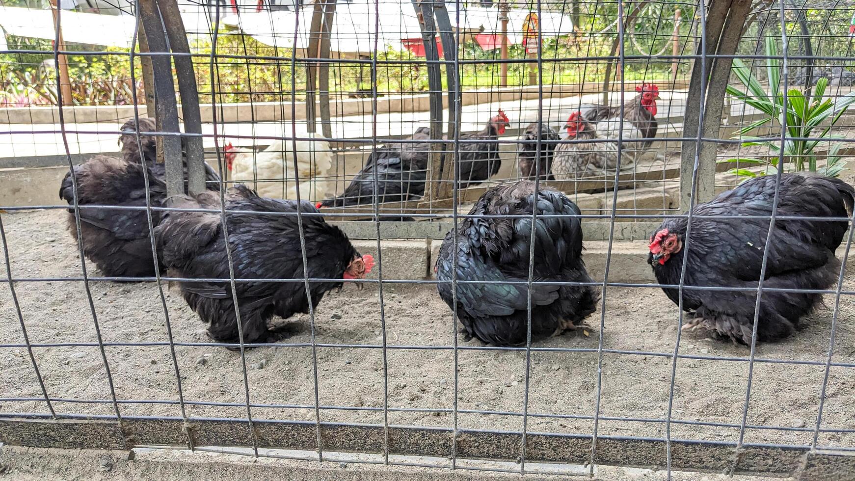 A majestic black rooster with a vibrant red comb is overseeing a group of hens huddled together in a corner of the coop photo