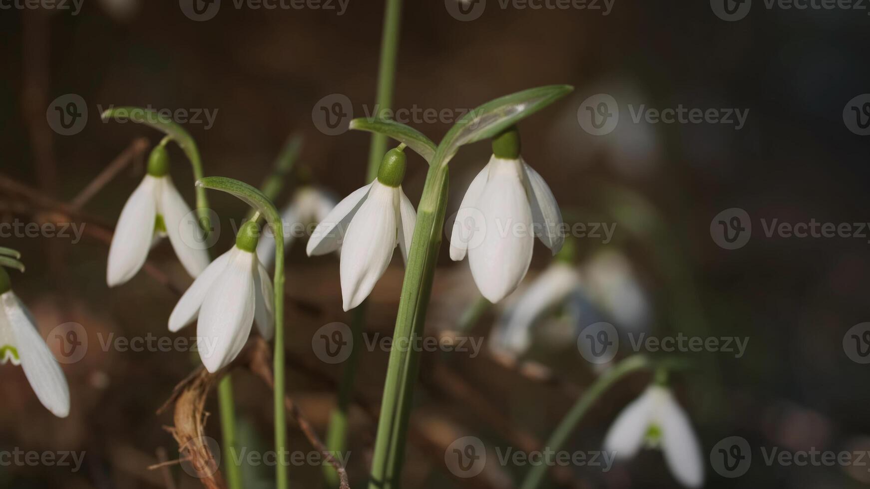 Snowdrops in spring forest photo