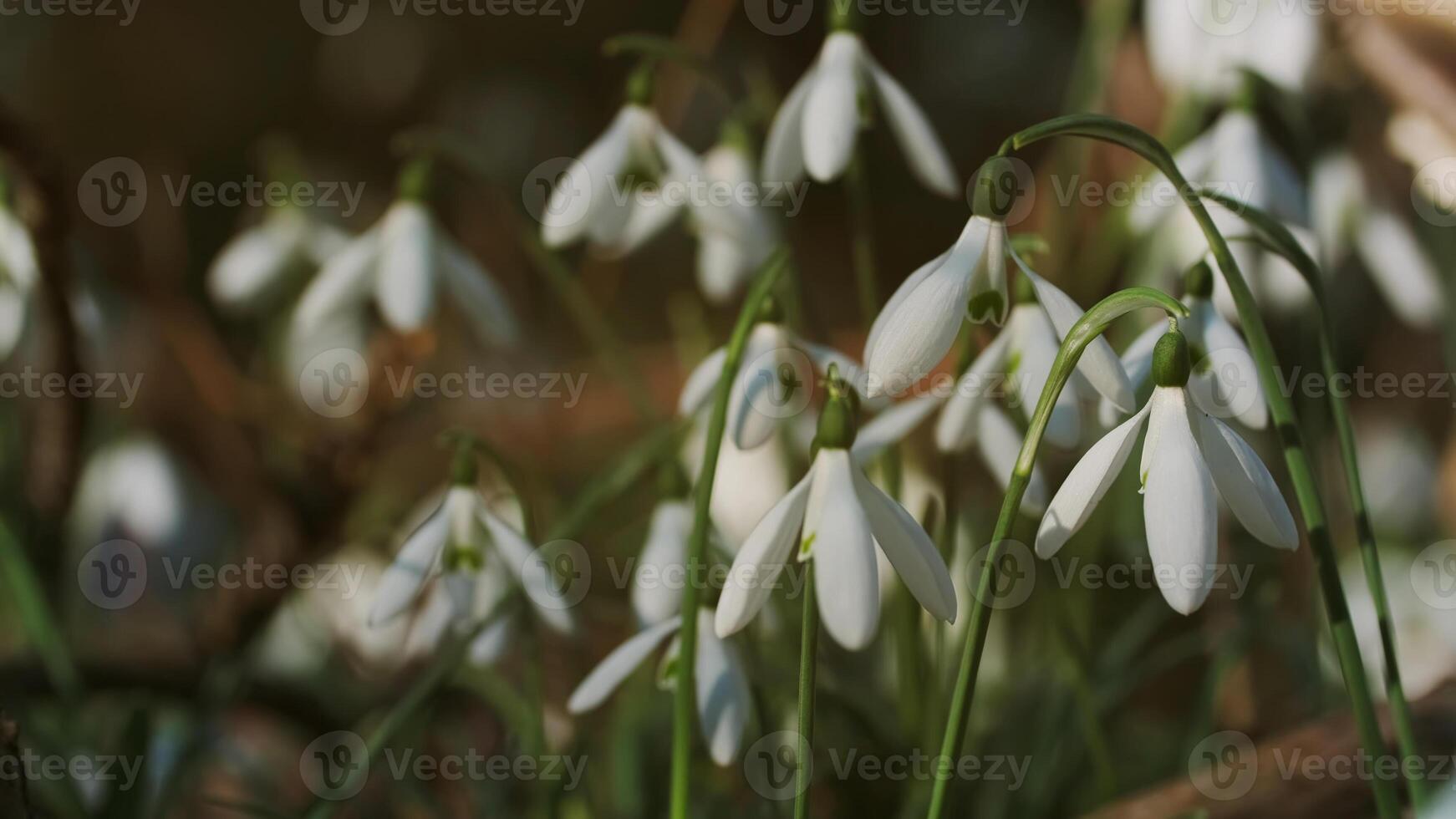 Snowdrops in spring forest photo