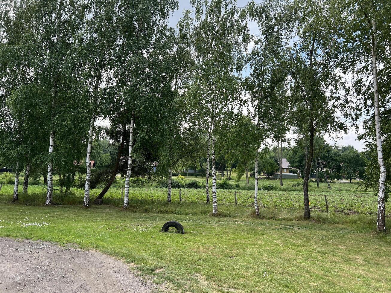 Birch trees in the wood photo