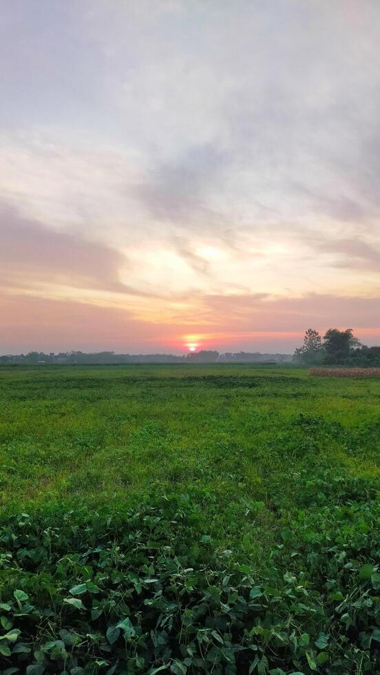 Sunset over a field of green plants photo