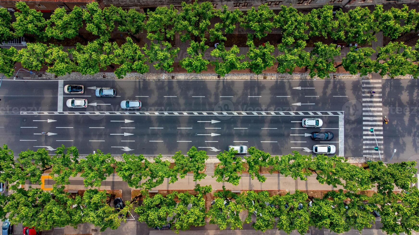 Urban street with cars top down view from above. road bounded by tree line for sustainable world. example of sustainability and global warming problem photo