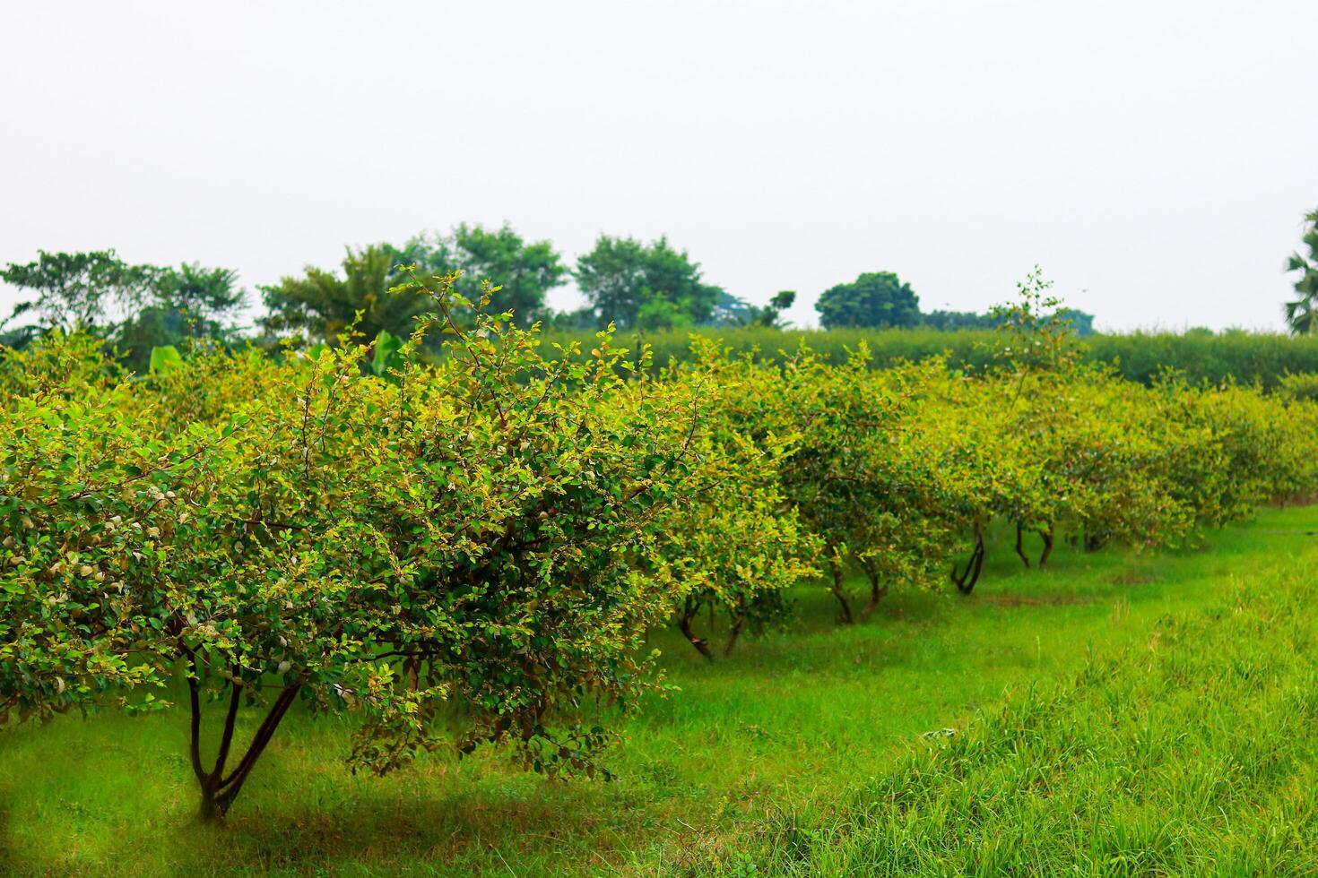 Ziziphus mauritiana fruit garden in bangladesh photo