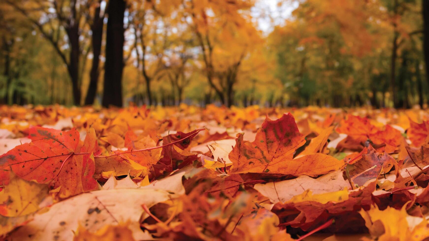 Fallen leaves paint the ground with warm autumn hues. photo