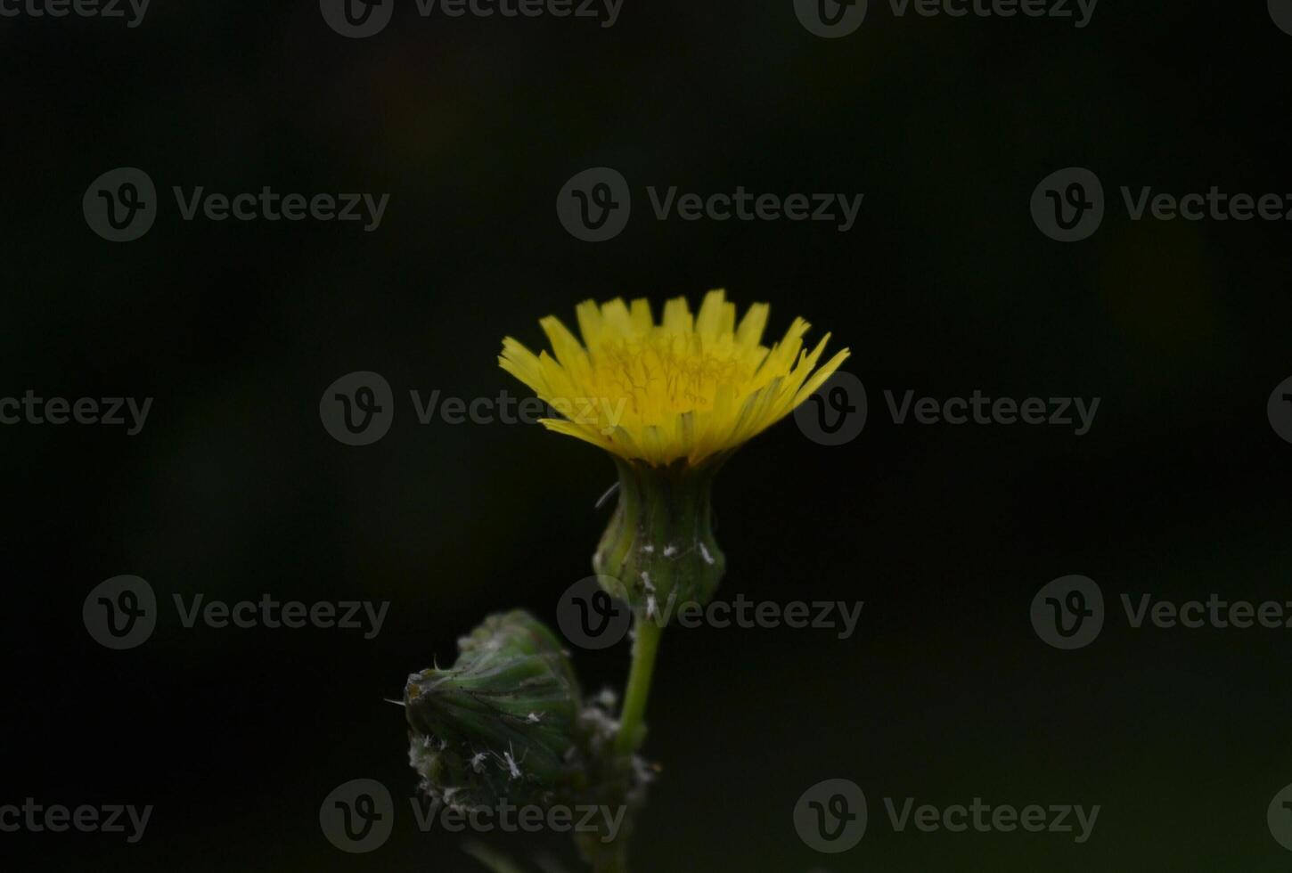 Photo of a dandelion flower.