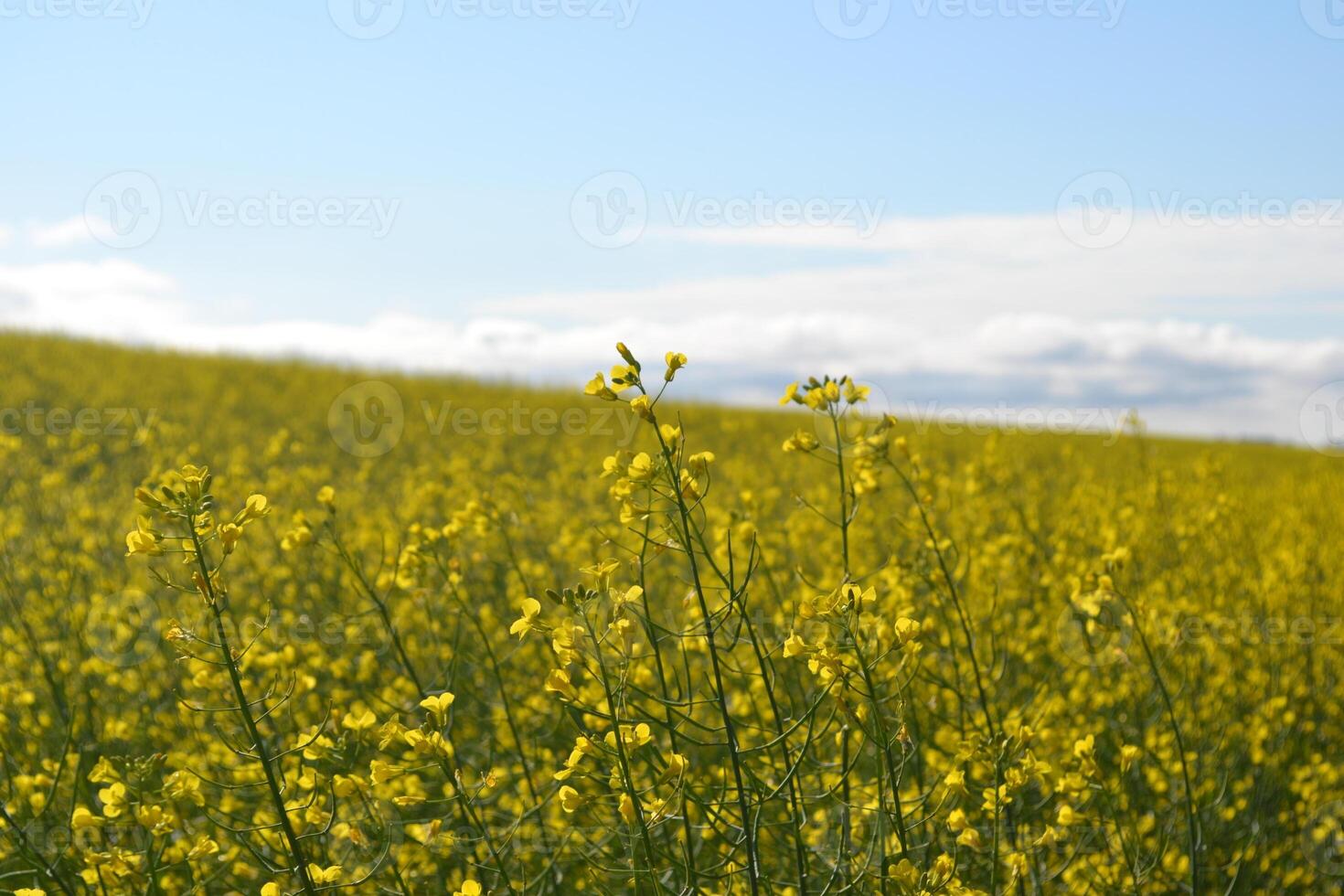 Field of yellow flowers. photo