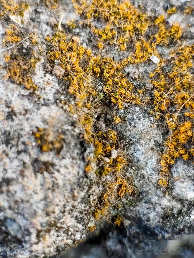 Dry moss in the yard.Macro photography photo