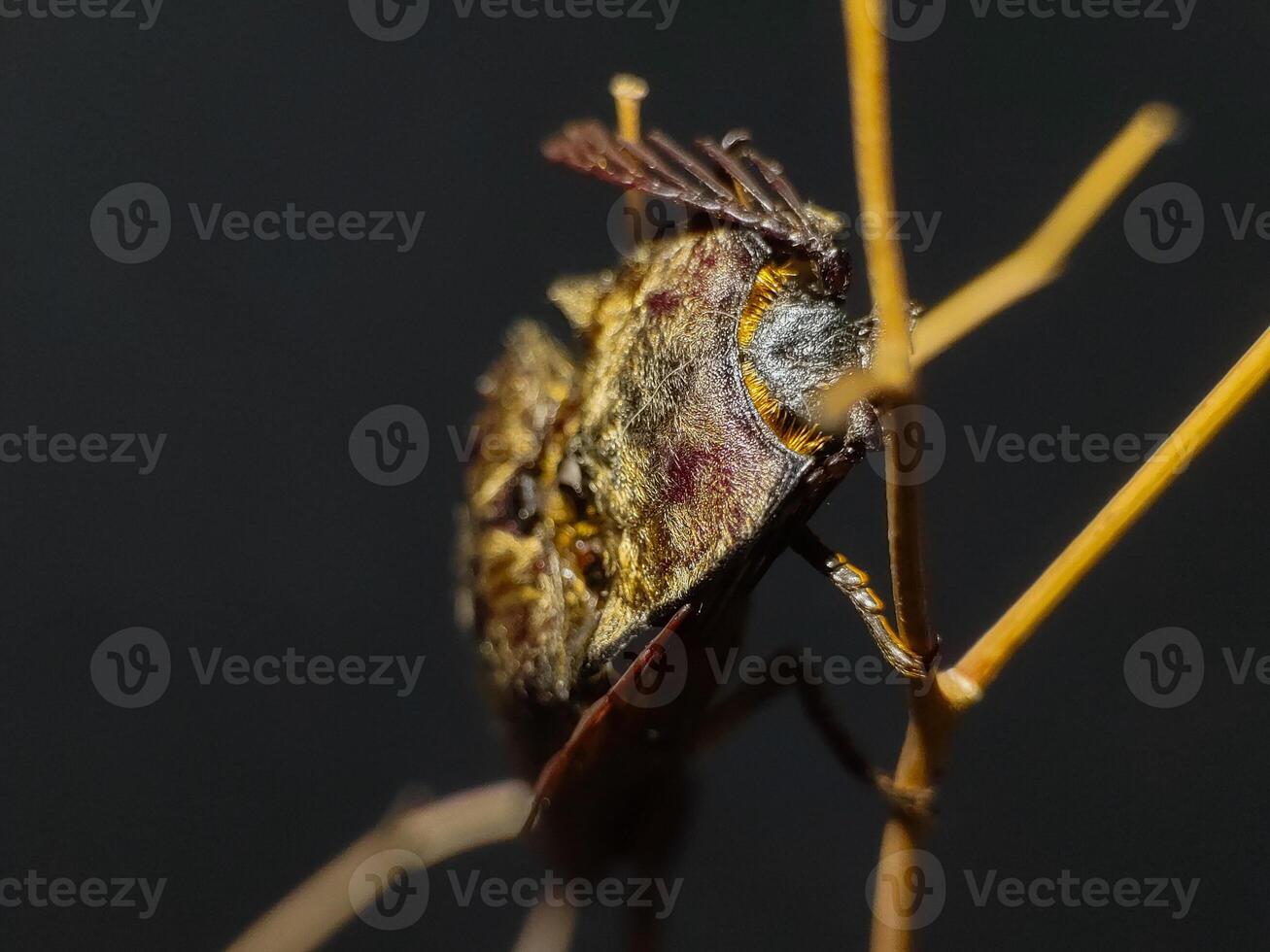 Elateriformia insect on twig. Close up photography photo