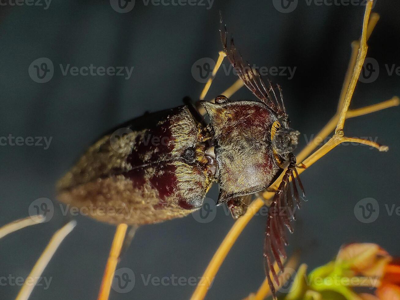 Elateriformia insect on twig. Close up photography photo