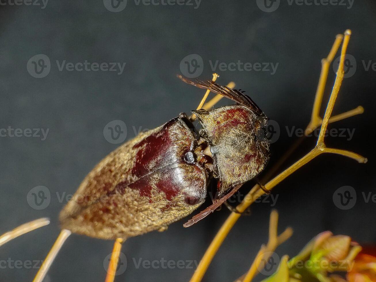 Elateriformia insect on twig. Close up photography photo