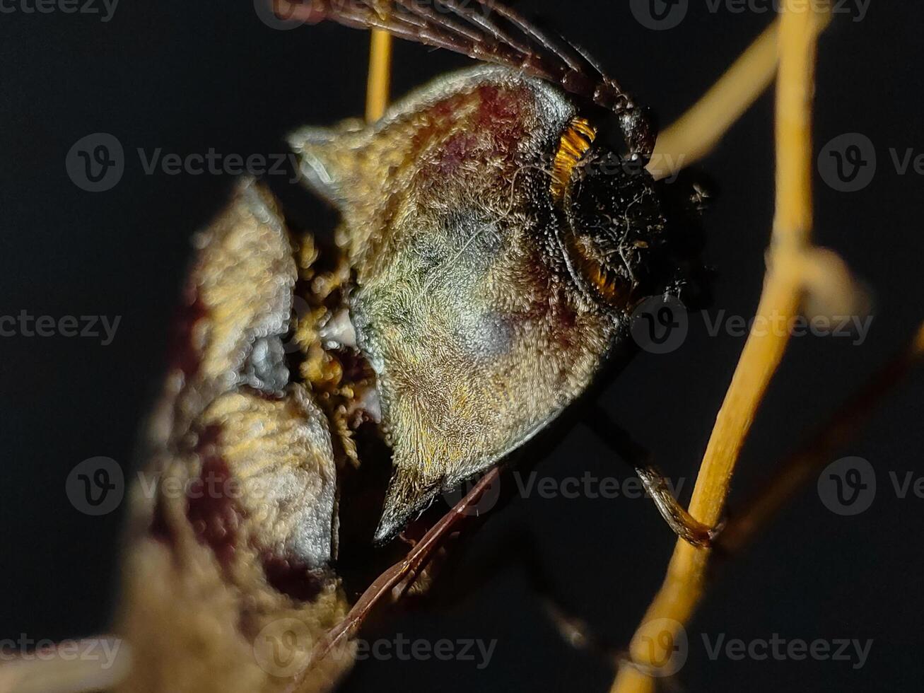 Elateriformia insect on twig. Close up photography photo