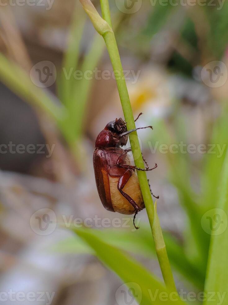 Melolonthinae beetles perched on leaves.Close up photography photo