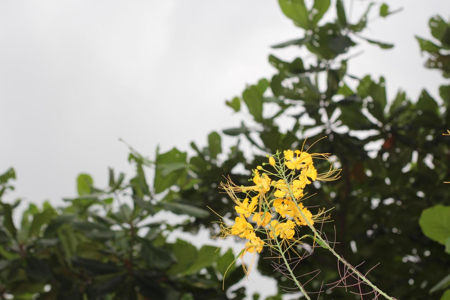Yellow flowers in the background of a cloudy sky photo