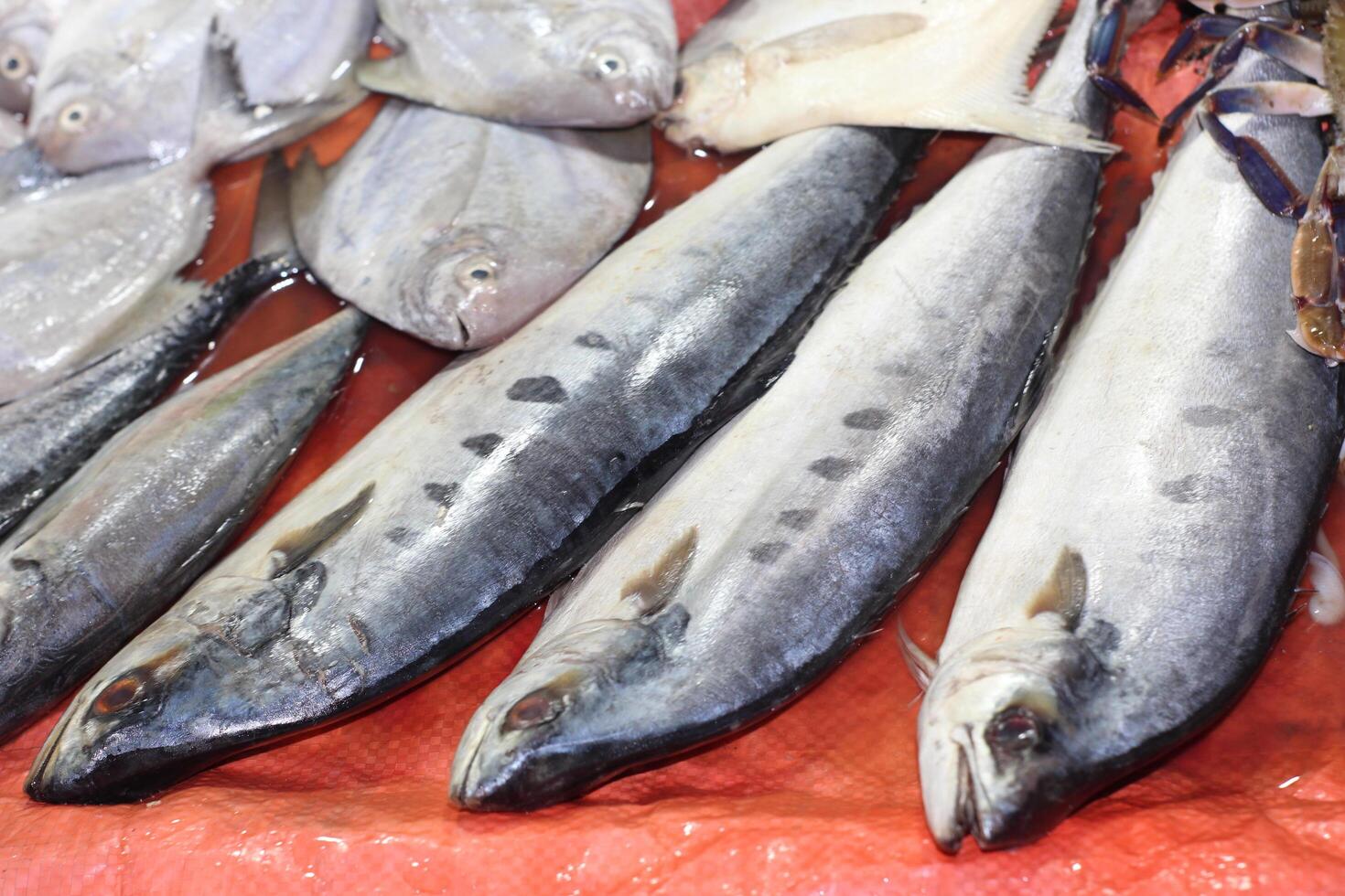 A bunch of fish on a table photo