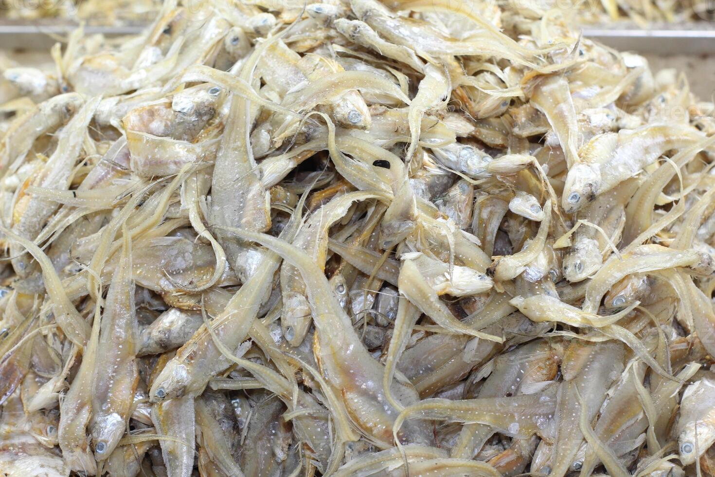 Dried fish display in a seafood market. Fish that is being dried in the sun to be salted fish and sold. Salted Anchovies in one large tray. Heap of dried peeled anchovies photo