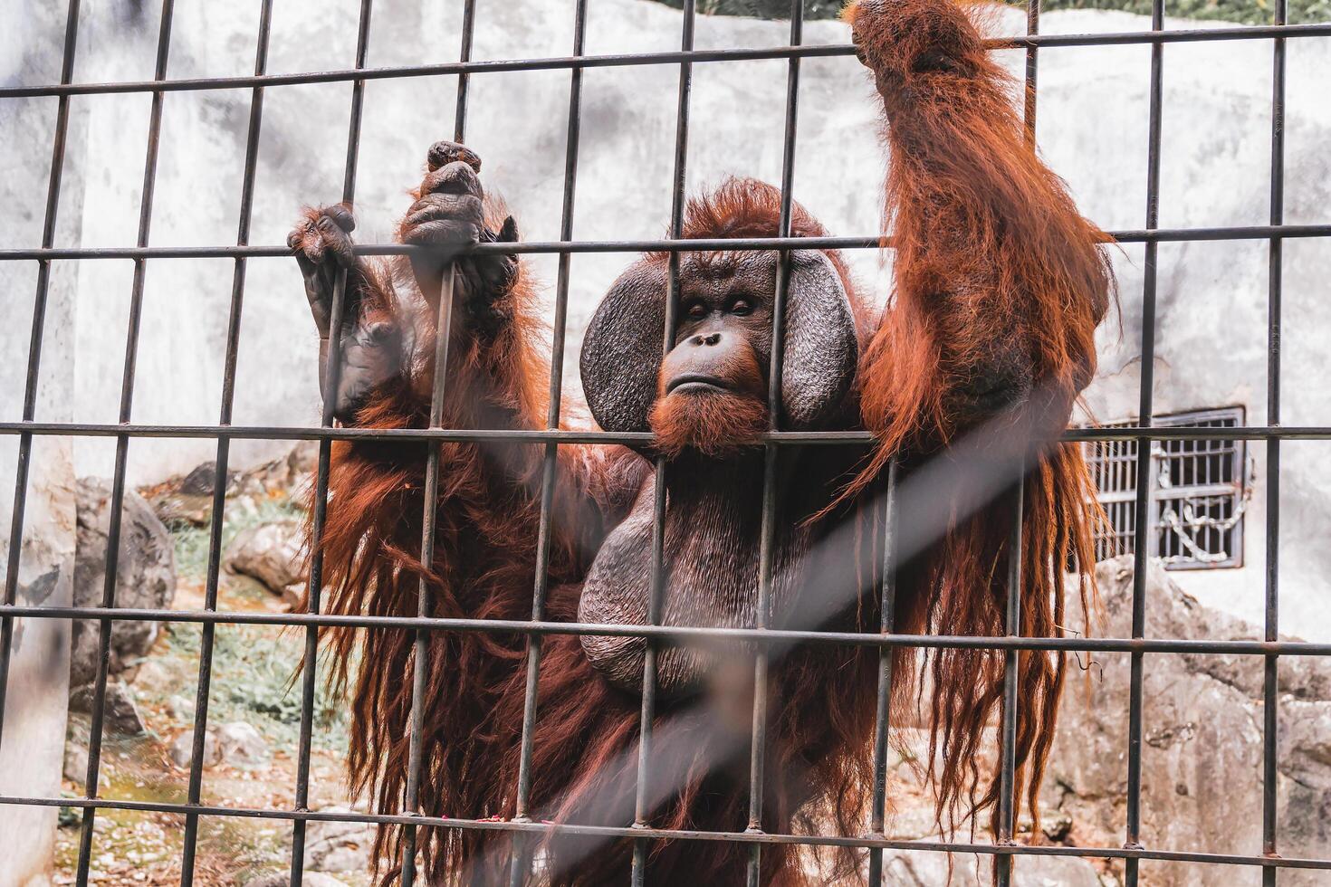 Beautiful Orangutan behind the cage in the zoo. photo