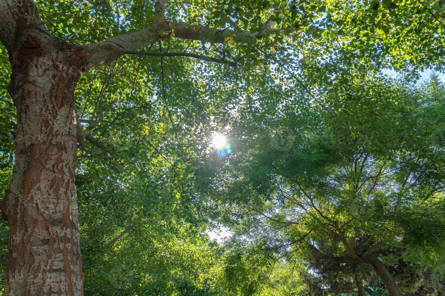 a bench sitting in a park with trees and a sun photo