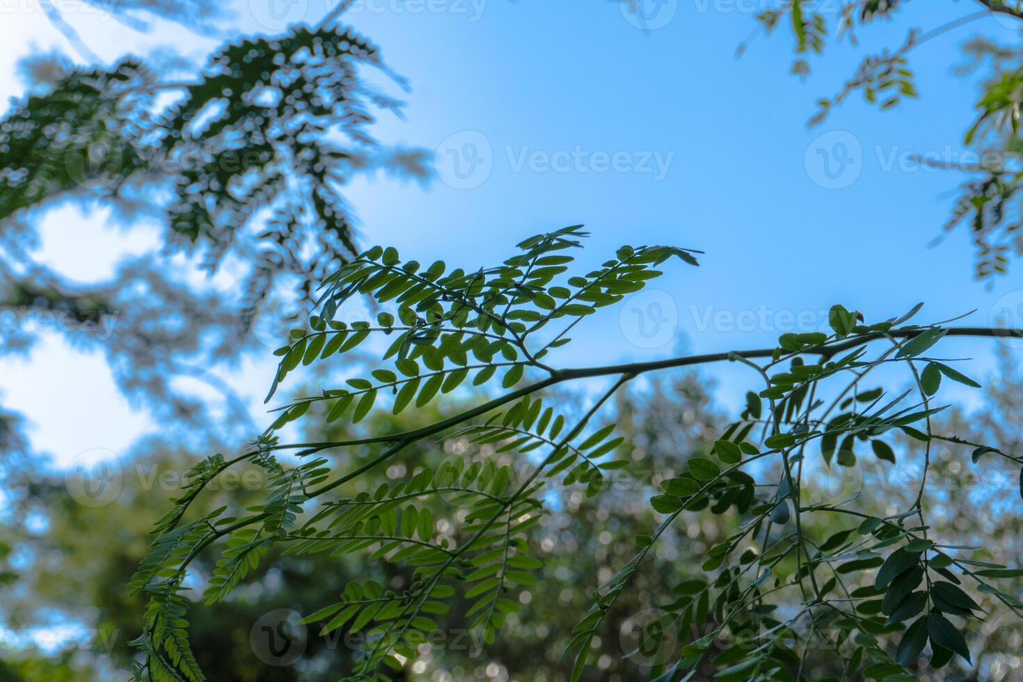 a tree with leaves and a bird flying in the sky photo