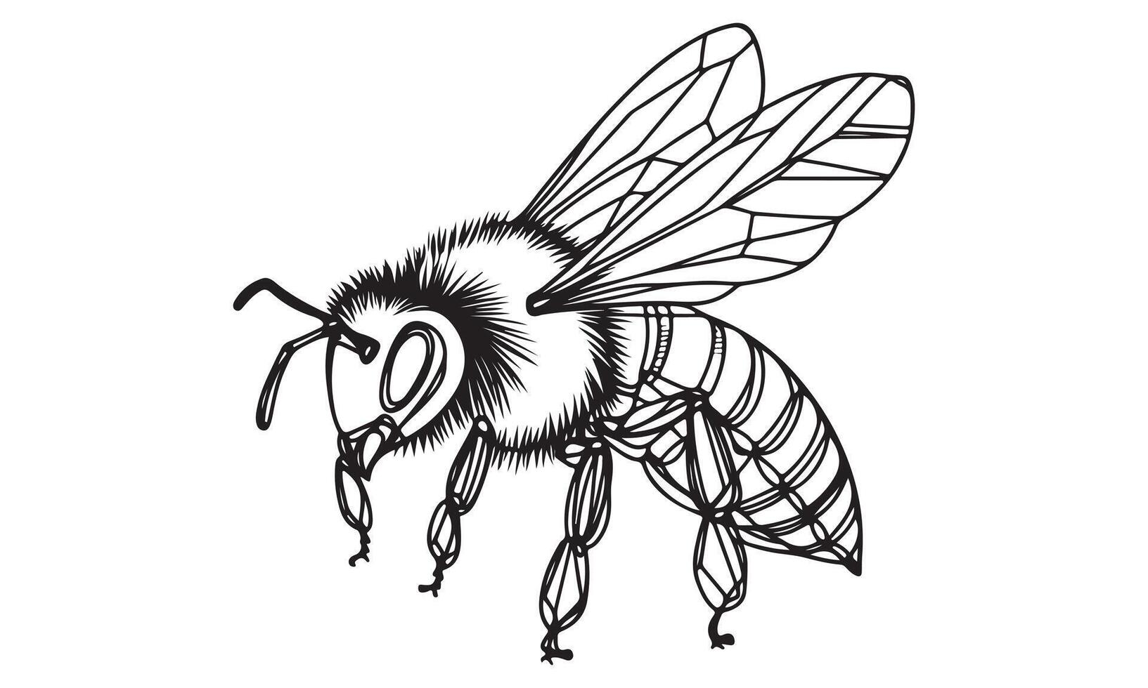 A bee coloring page with a black and white drawing vector