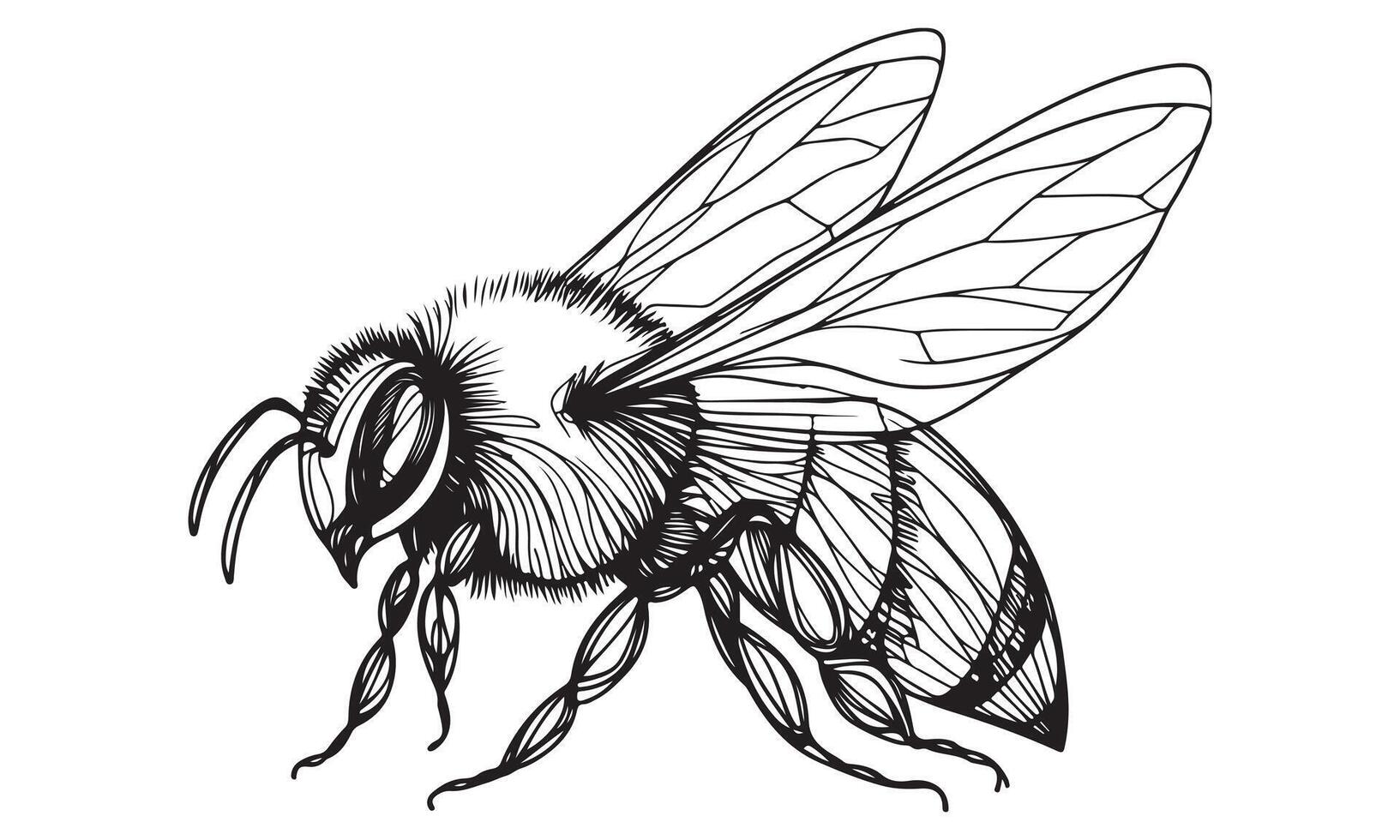 Bee sketch illustration vector