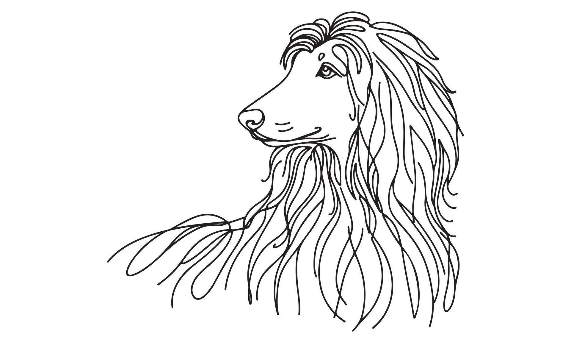 Afghan hound dog coloring page 51547116 Vector Art at Vecteezy