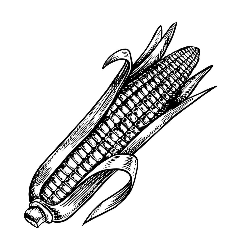 Corn. graphics with the image of a corn cob. Black and white hand-drawn illustration. On a white background. Great for stickers, banners, posters and packages. vector