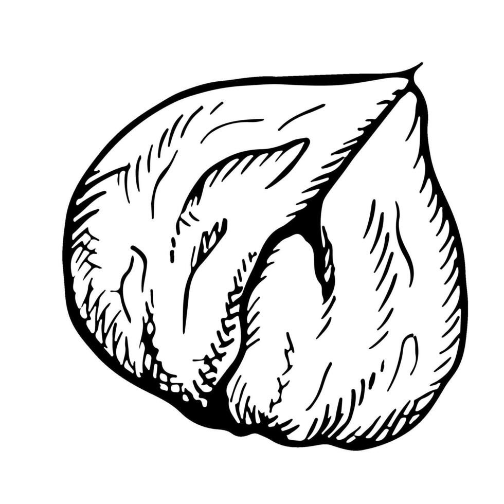 Roasted peeled chestnut. graphics depicting the fruit of a peeled roasted chestnut. A black and white hand-drawn illustration. On a white background. Great for labels, cover, flyer and package vector