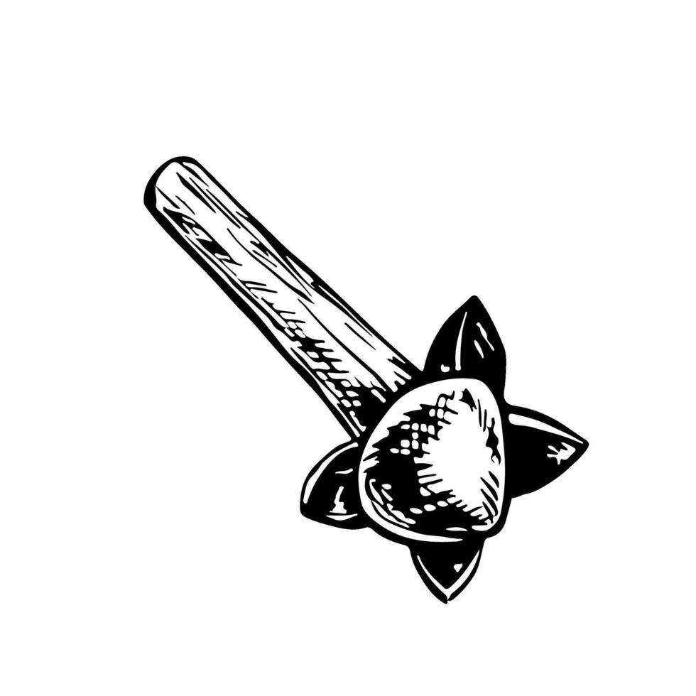 The spice of cloves. graphics with the image of fragrant spices. A black and white hand-drawn illustration. On a white background. Great for cooking recipes, menus, posters or labels. vector