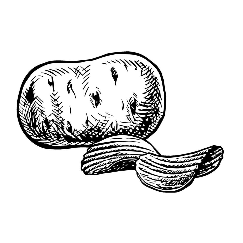 Potatoes and chips. graphics with images of potato tuber and chips with fluting. Black and white hand-drawn illustration. On a white background. Great for labels, banners, posters, packages. vector