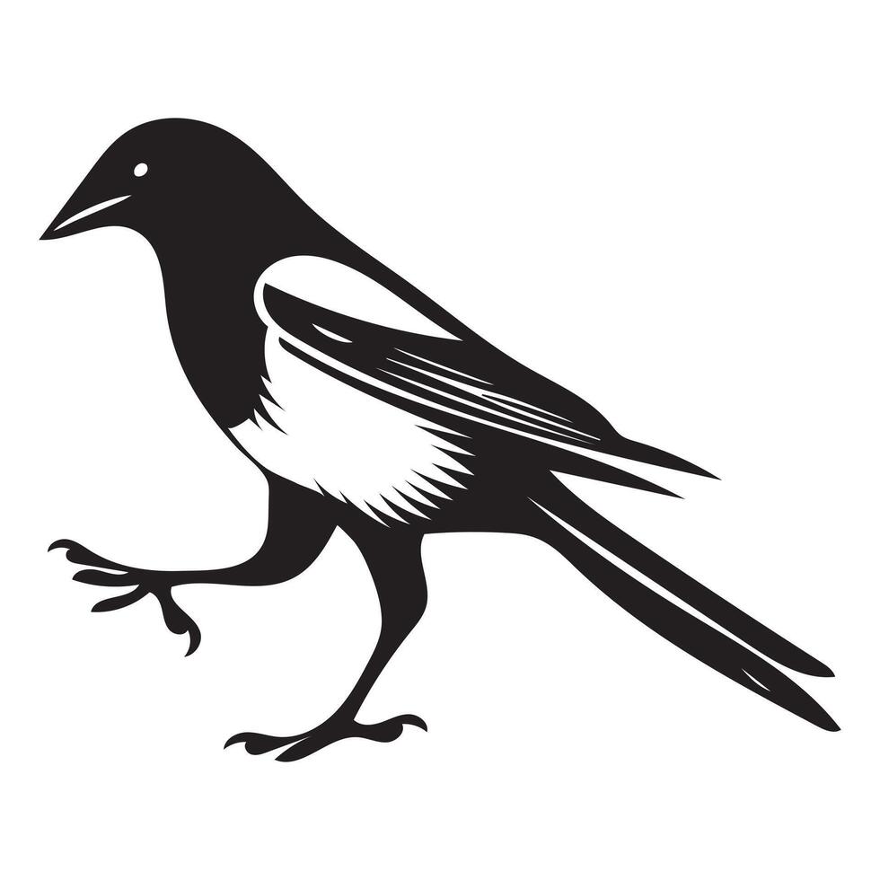 Eurasian magpie Bird illustration in black and white vector