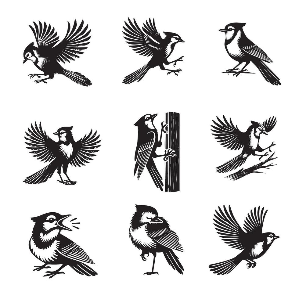 Collection of Canada jay illustration - Cute Grey jay Bird Silhouette Design vector