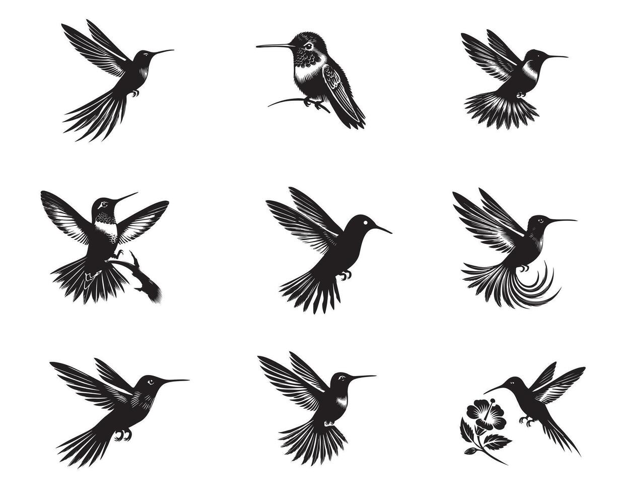 Collection of Costa's Hummingbird silhouette design, Hummingbird illustration in black and white vector