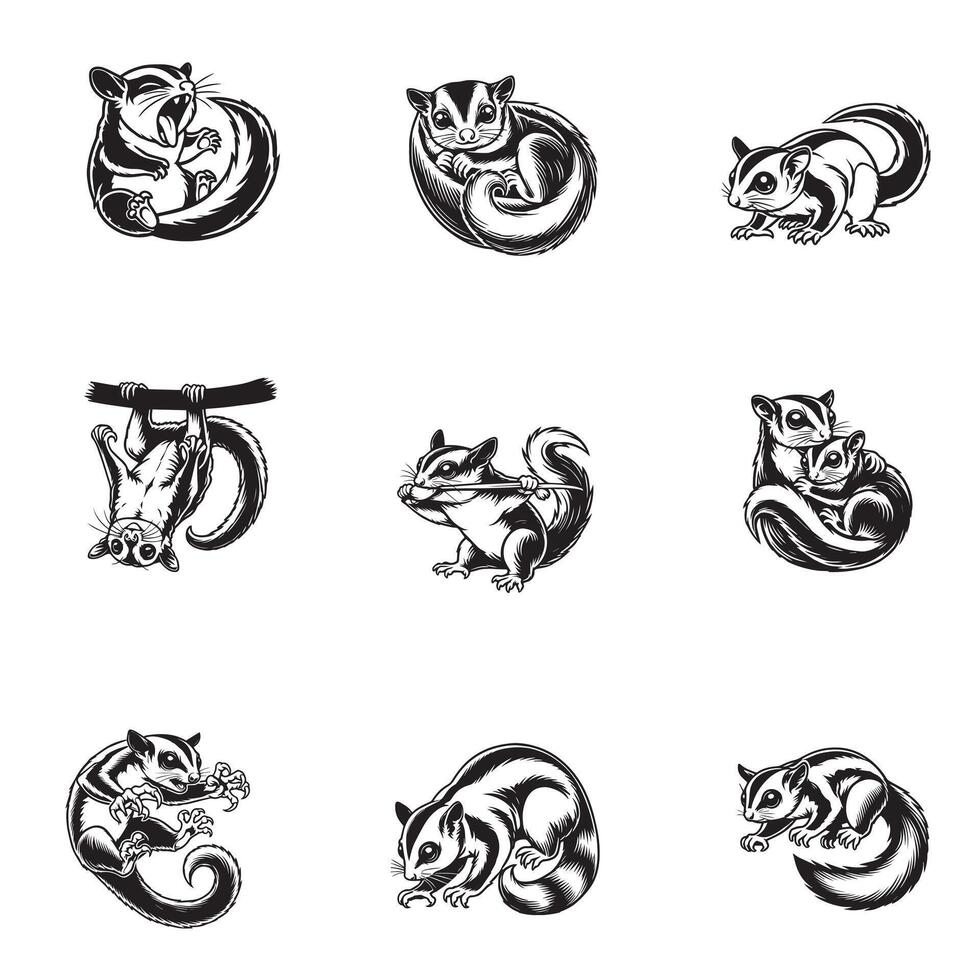 Sugar glider outline clipart Bundle, Biak Glider illustration in black and white vector