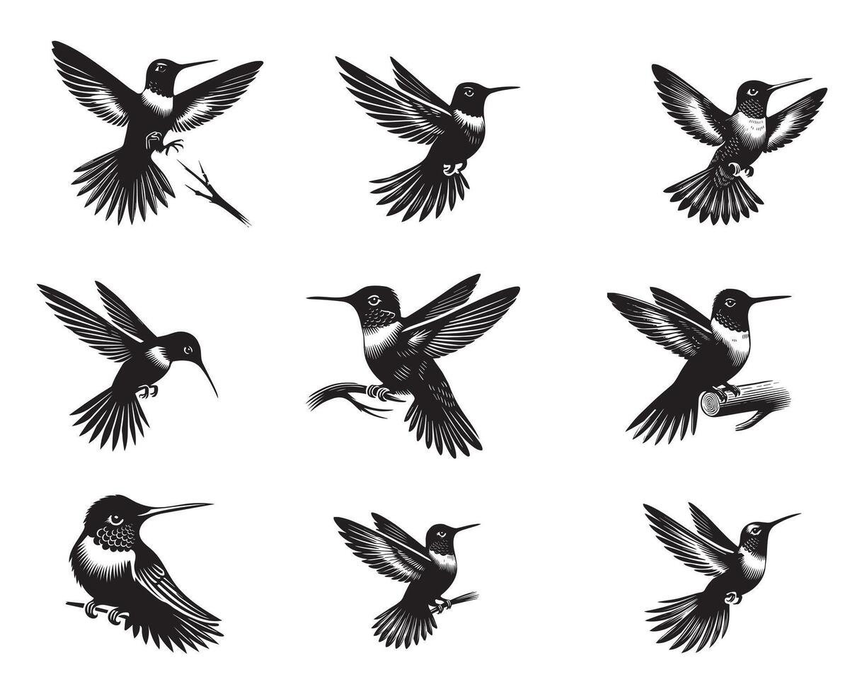 Collection of Hummingbird Clipart design, Hummingbird illustration in black and white vector