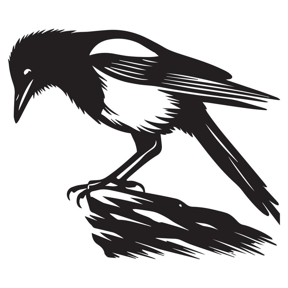 Black and white illustration of a magpie on a branch vector