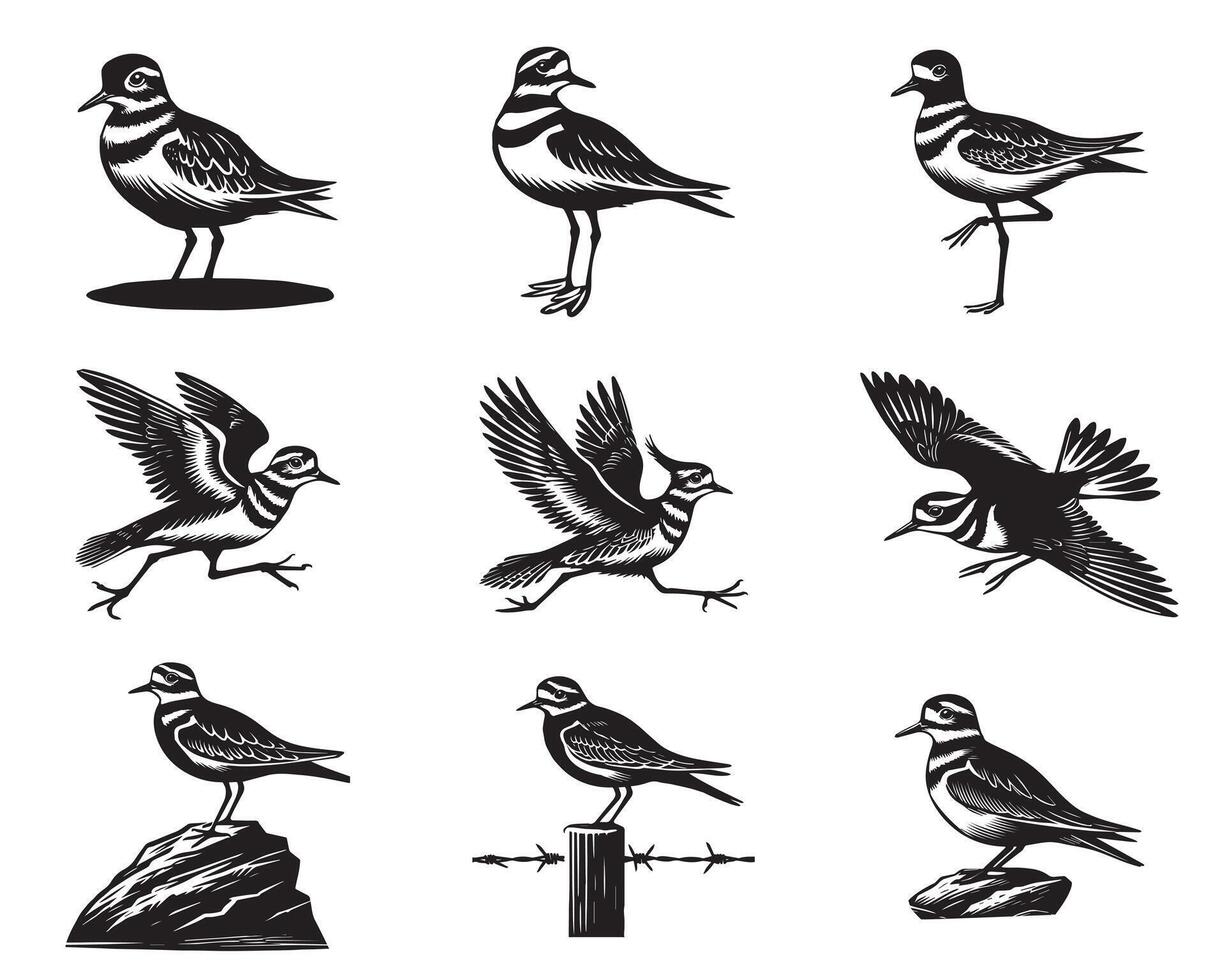 Collection of Killdeer illustration - Killdeer Bird Clipart Design vector