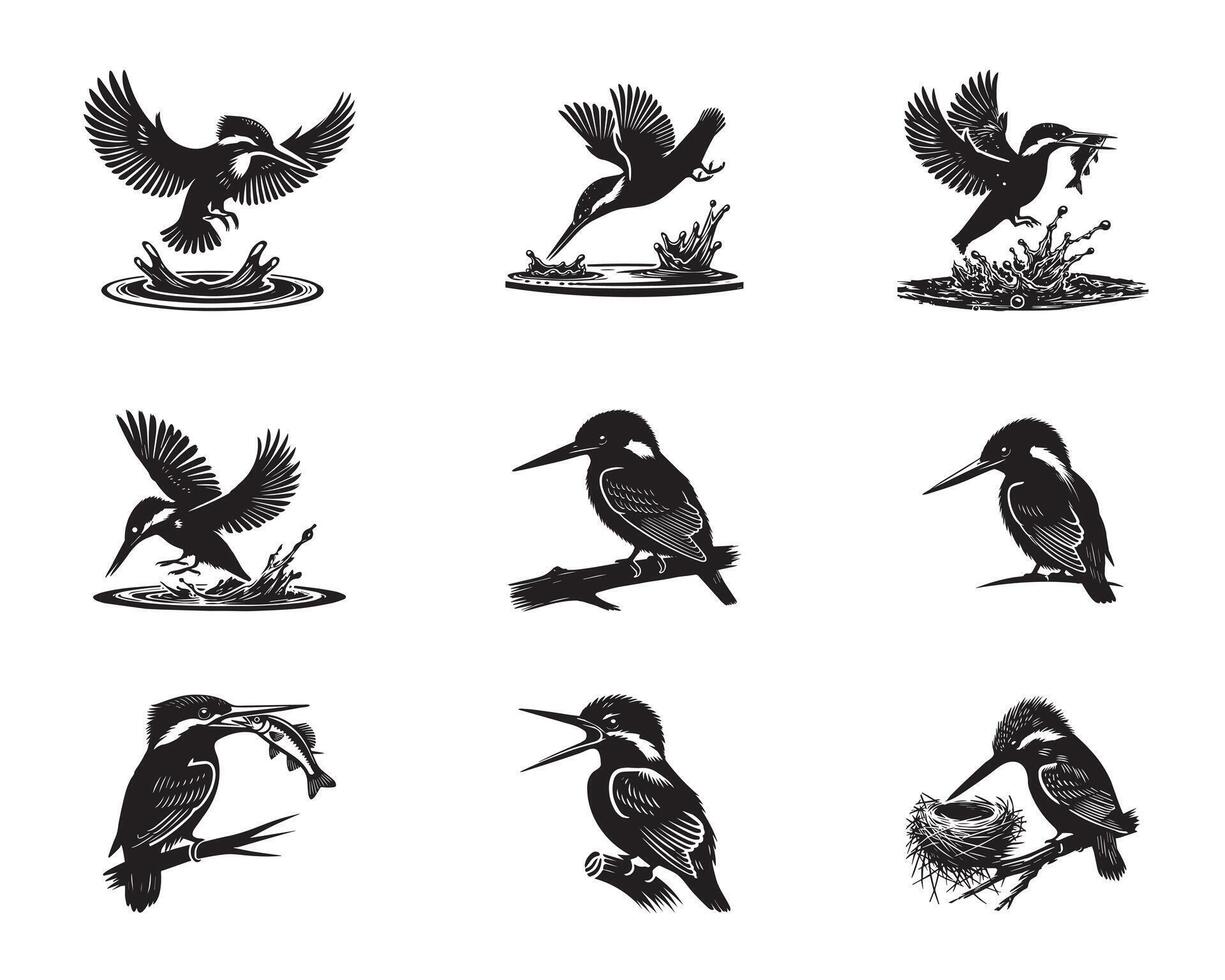 Collection of Common kingfisher illustration - Common kingfisher Bird Silhouette Design vector