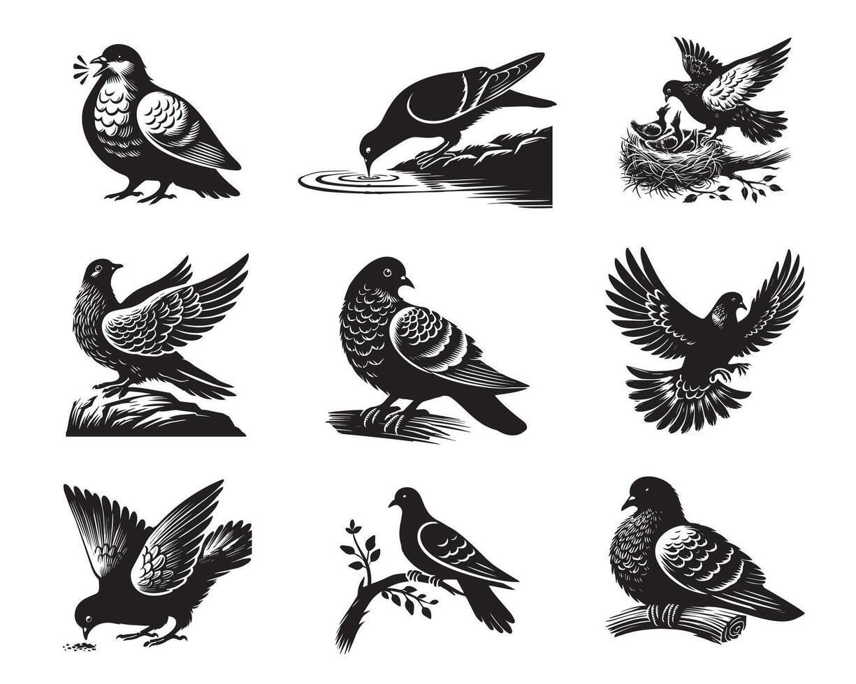 Collection of Rock dove illustration - Columba livia Clipart Design vector