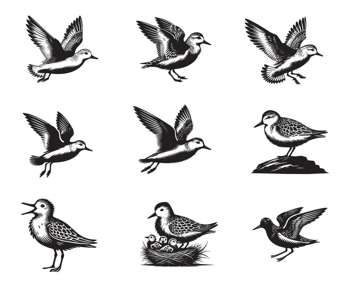 Collection of Sanderling illustration - Sanderling Bird Clipart Design vector