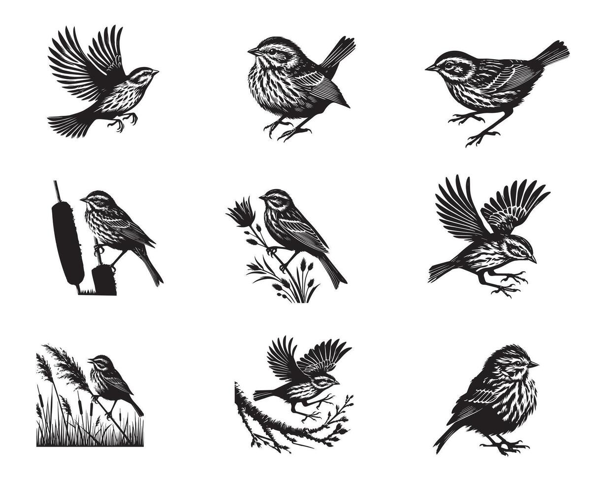 Collection of Song sparrow silhouette Design - Song sparrow Bird illustration vector