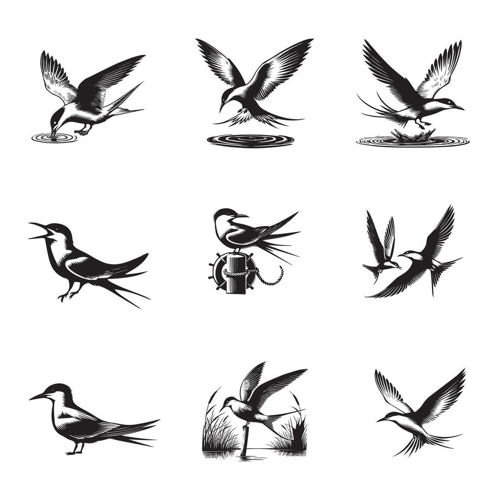 Collection of Common tern illustration - Common tern Bird Clipart Design vector