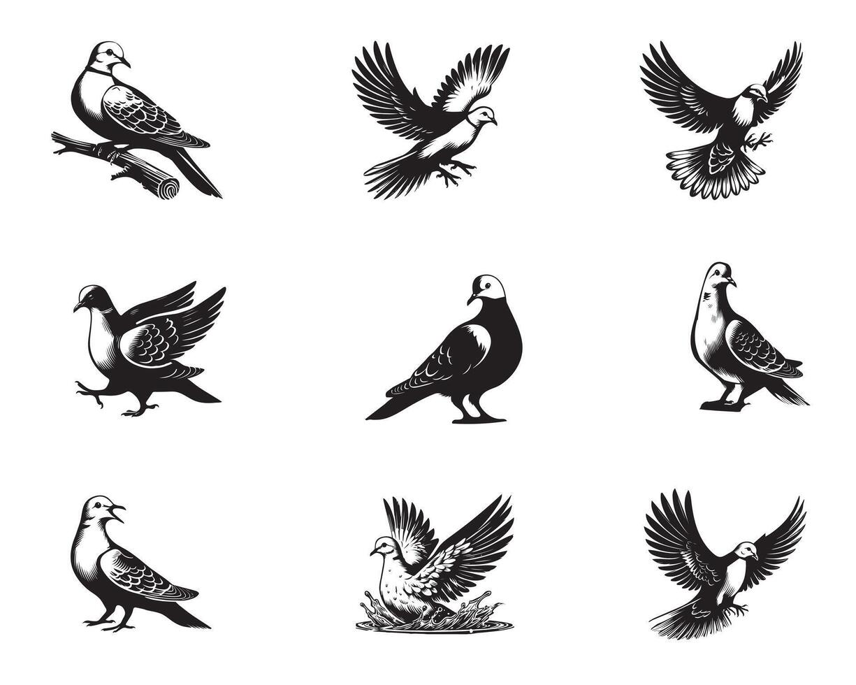 Collection of Eurasian Collared Dove illustration - Eurasian Collared Dove Bird Clipart Design vector