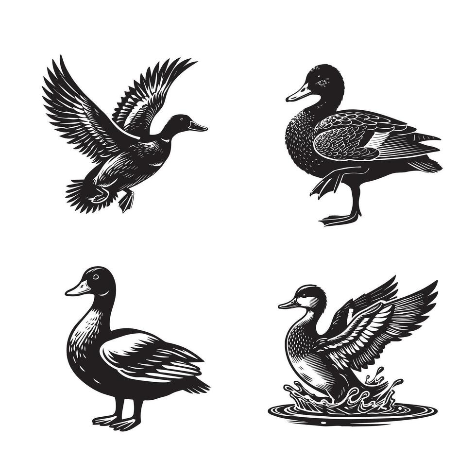 Collection of American black duck illustration - American black duck Bird Silhouette Design vector