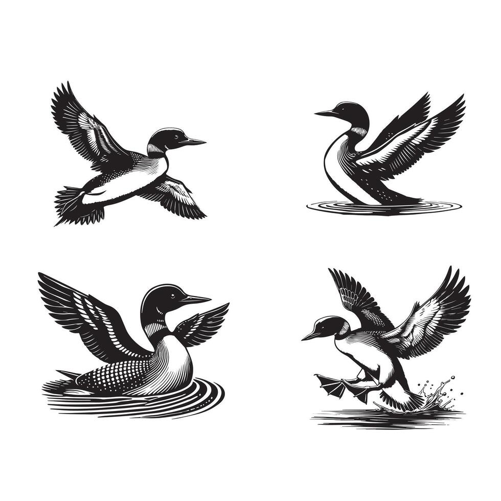 Collection of Common loon illustration - Common loon Bird Clipart Design vector