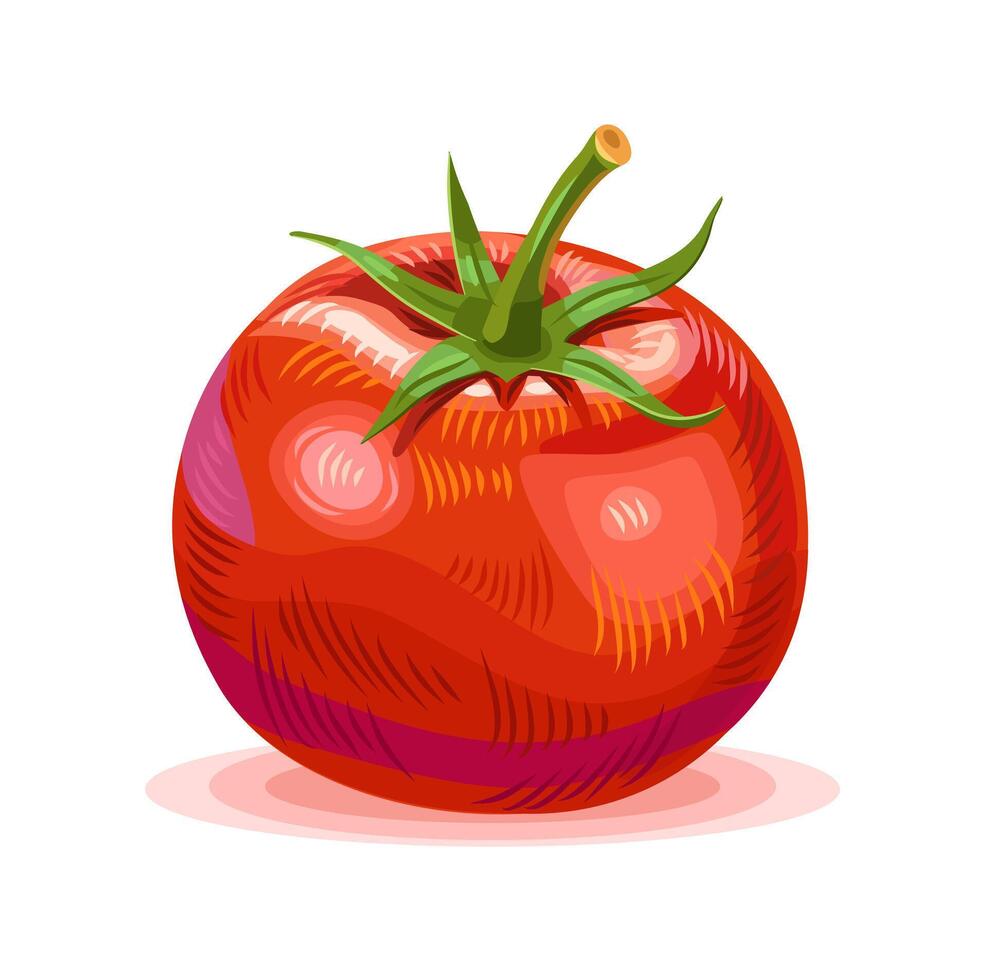 Whole red tomato. Realistic illustration vector