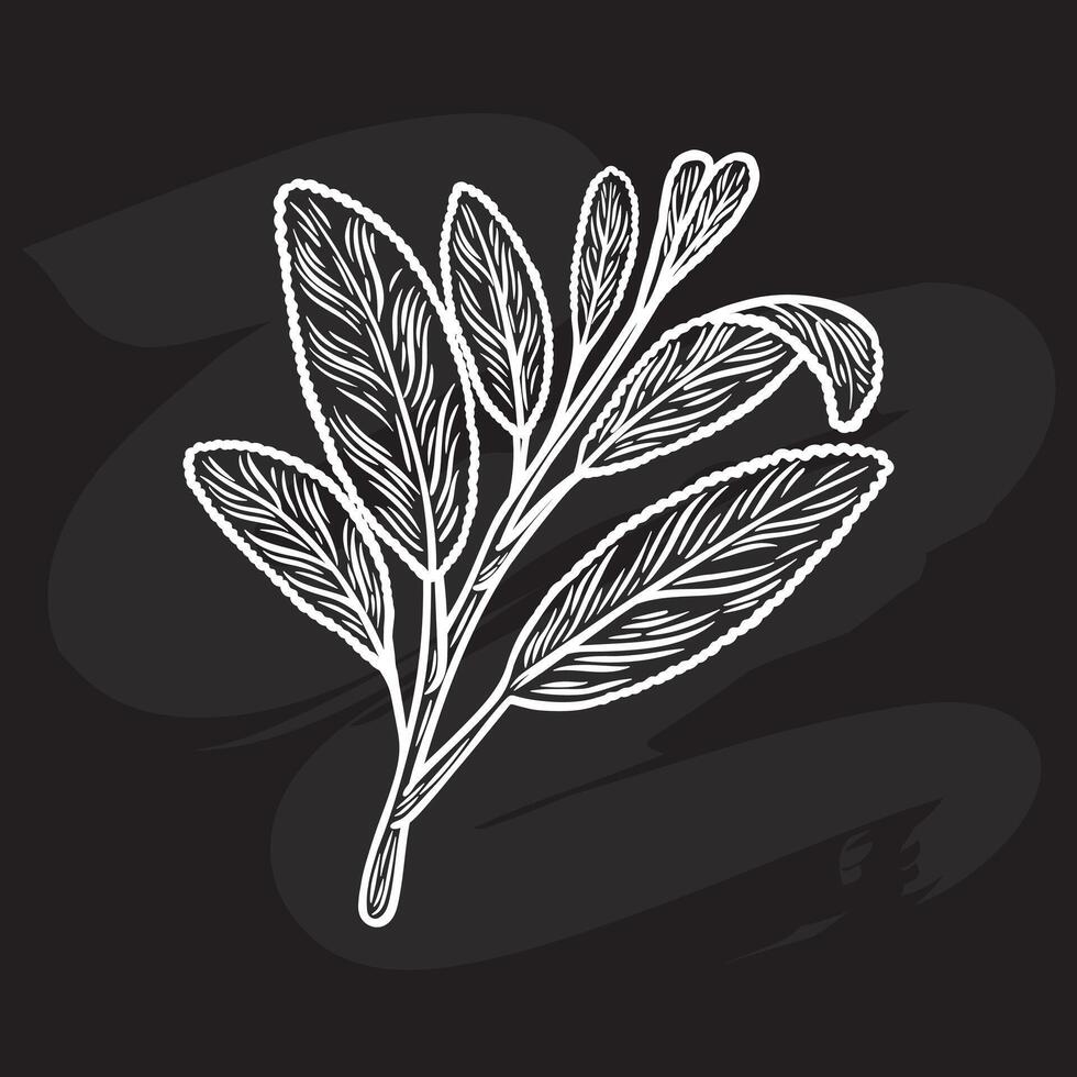 Sketch drawing of sage on a black background vector